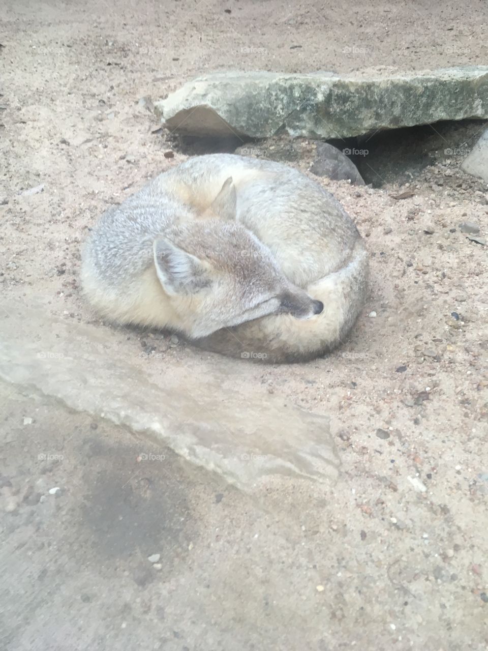 Sleeping Fox