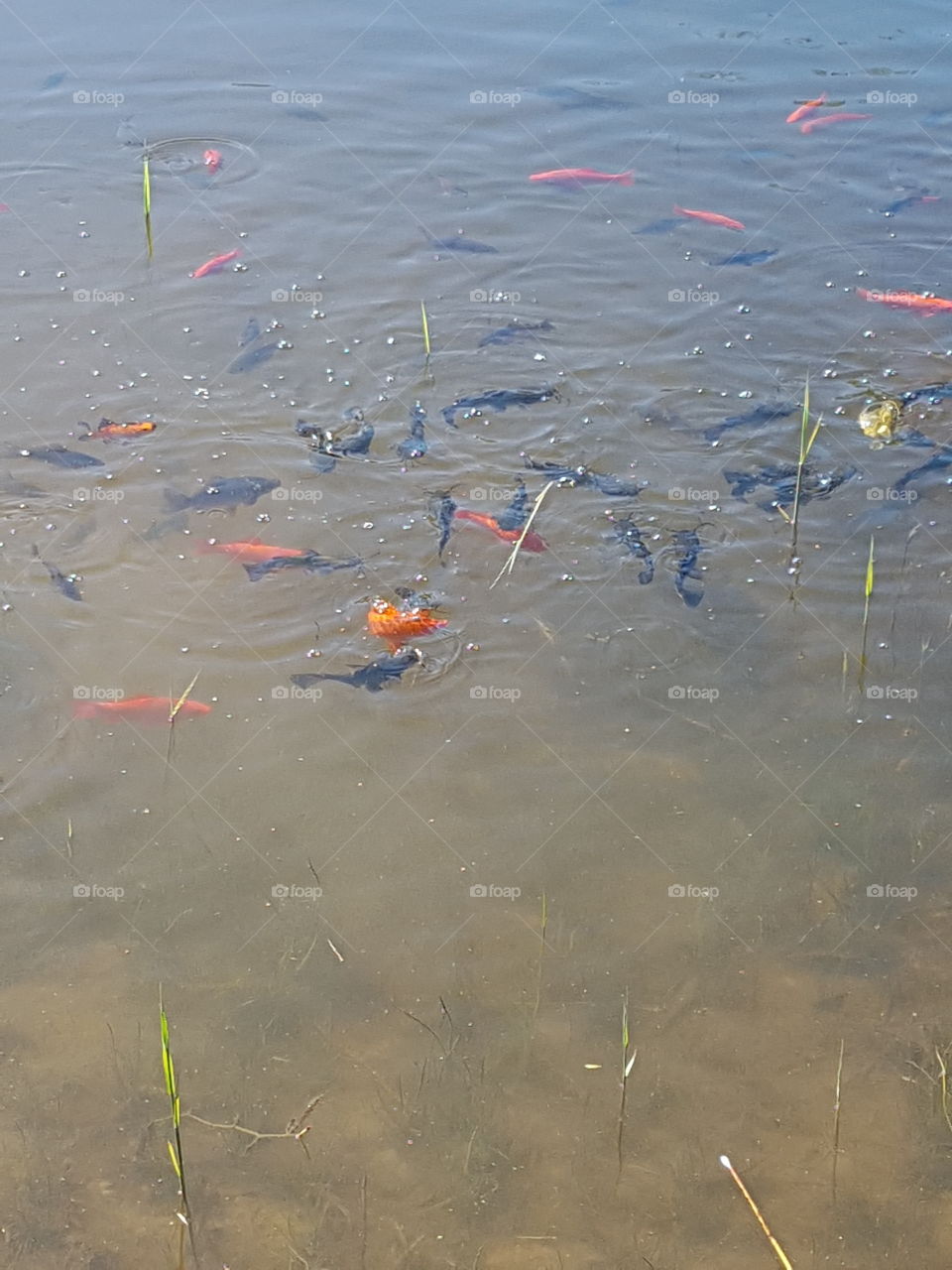 Fish feeding in a pond on a warm summer morning.