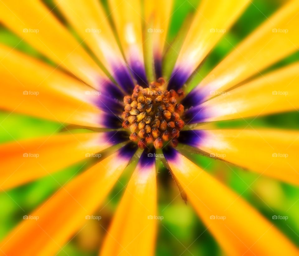 Beautiful flower.  This shot was captured with an iPad mini and had a touch of post processing done to it.  Blurring was added around the center to make the flower "pop" and a bit of saturation as well.  This shot represents the warmth of summer.  It was taken in Winnipeg, Canada a few years ago, but these flowers can be found in most garden shops and floral shops.  An attached lens was also used which provided a 10x macro.  The lens used is made by Olloclip.  Enjoy your summers and experiment. 