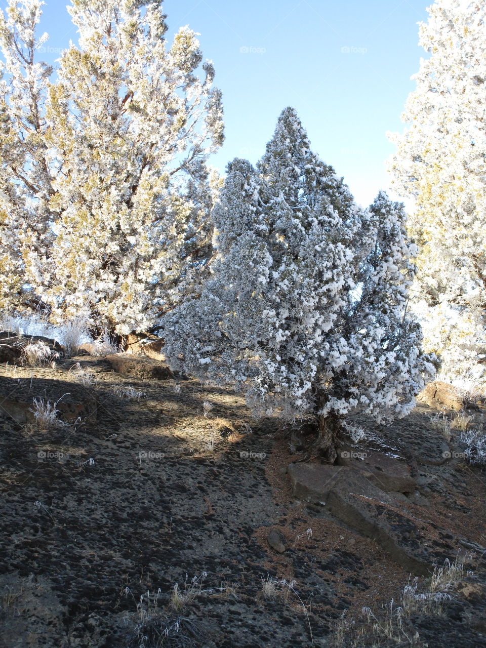 Stunning juniper trees with a fresh coat of frost on a beautiful winter day in Central Oregon. 