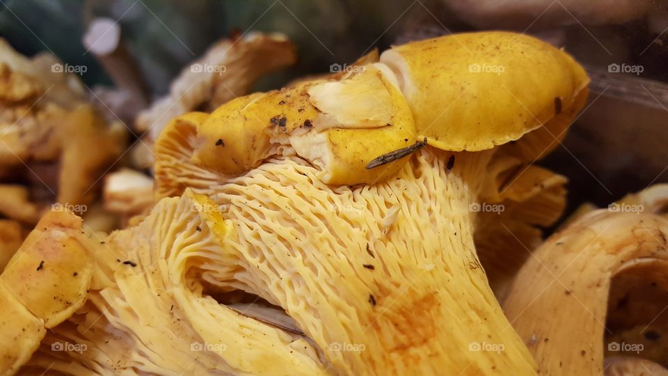 delicious yellow mushrooms