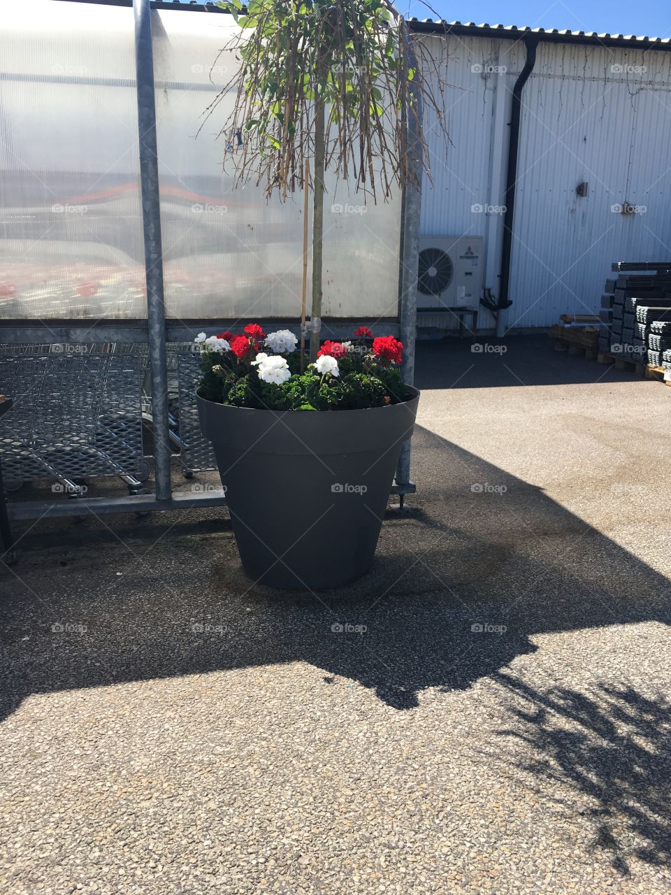 Flowers and mini tree