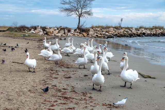 Swans on the beach