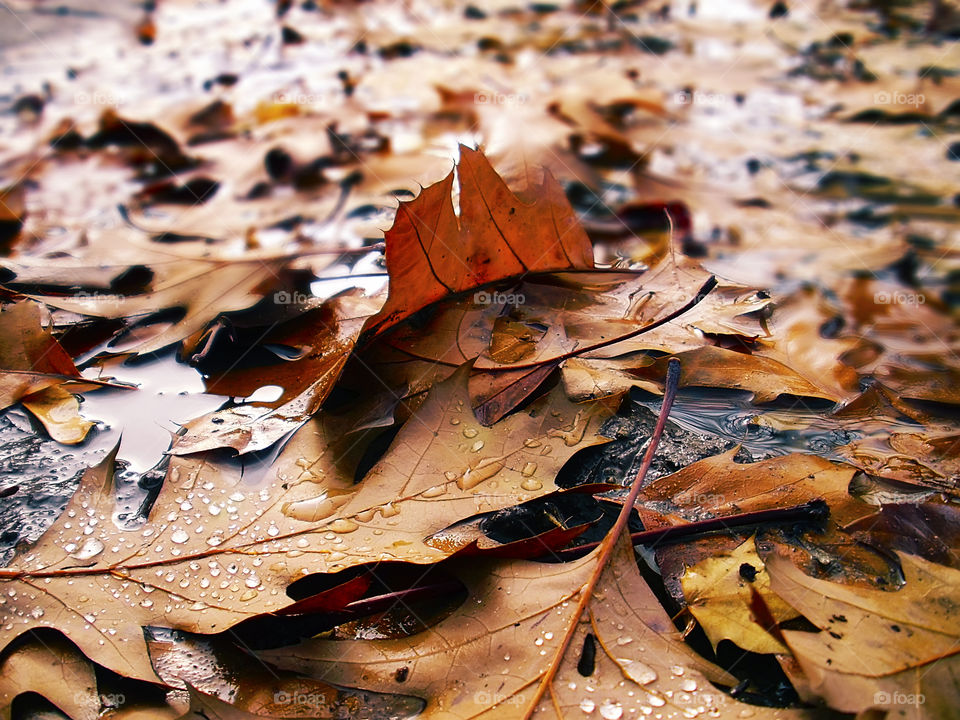 Wet fallen autumn leaves on the road during the rainy day 