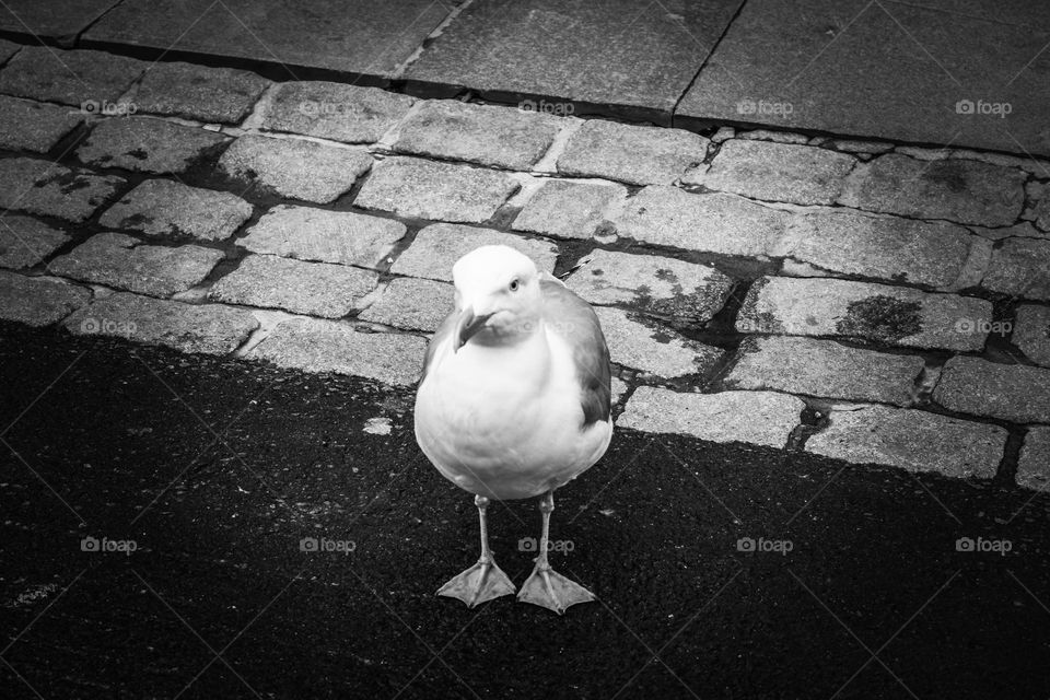 seagull