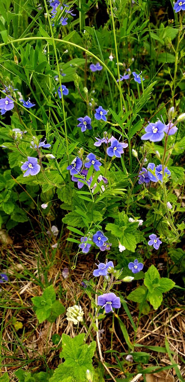 Small purple flowers growing in nature