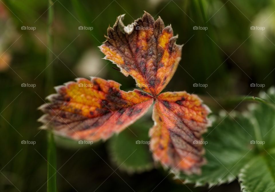 multi colored tripetal leaf