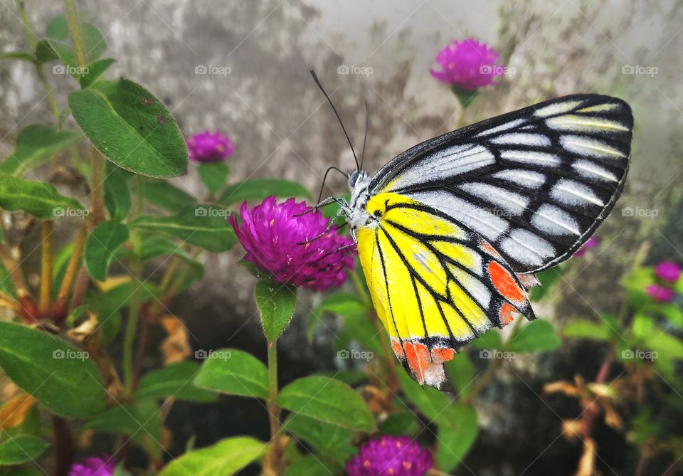 butterfly in summer