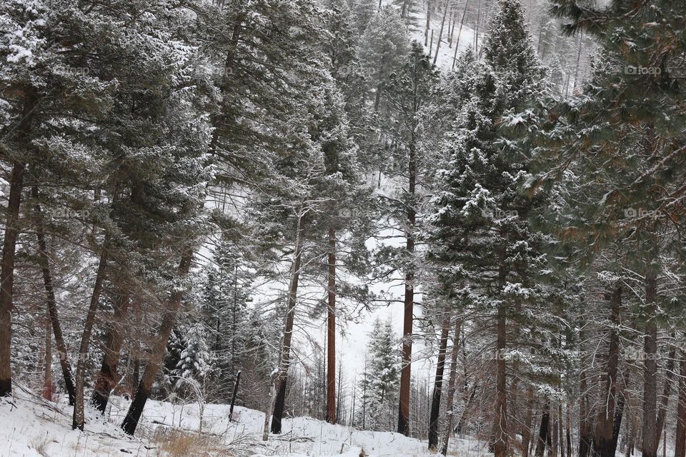 snowy trees