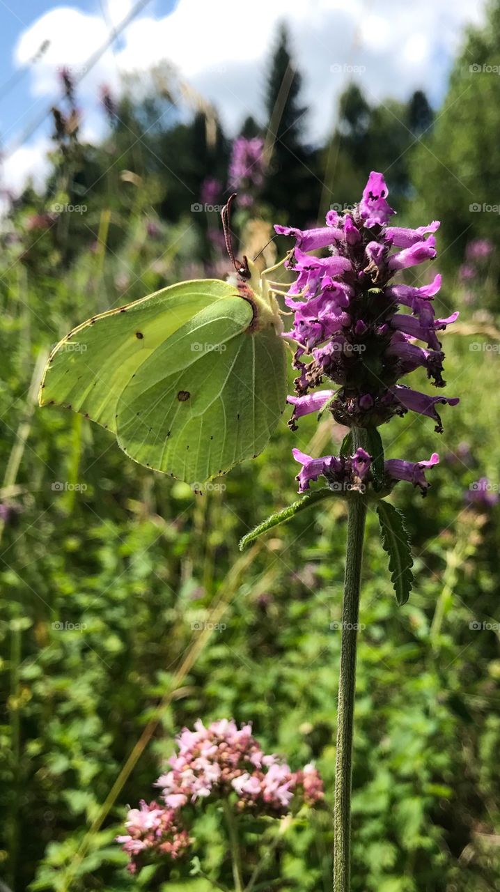 Trübelbachweiher Butterfly 