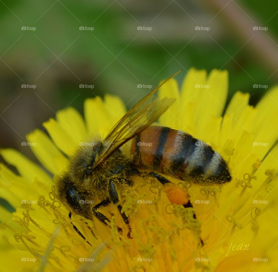 honey bee on dandelion