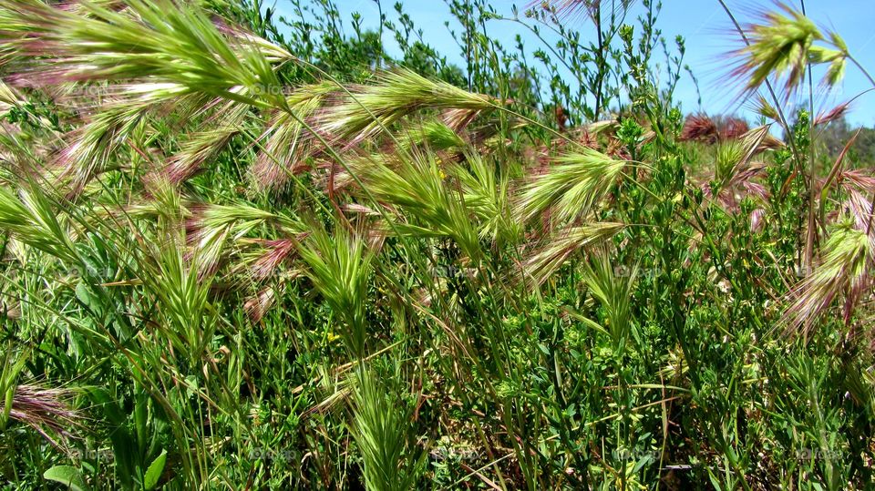 Grass fields