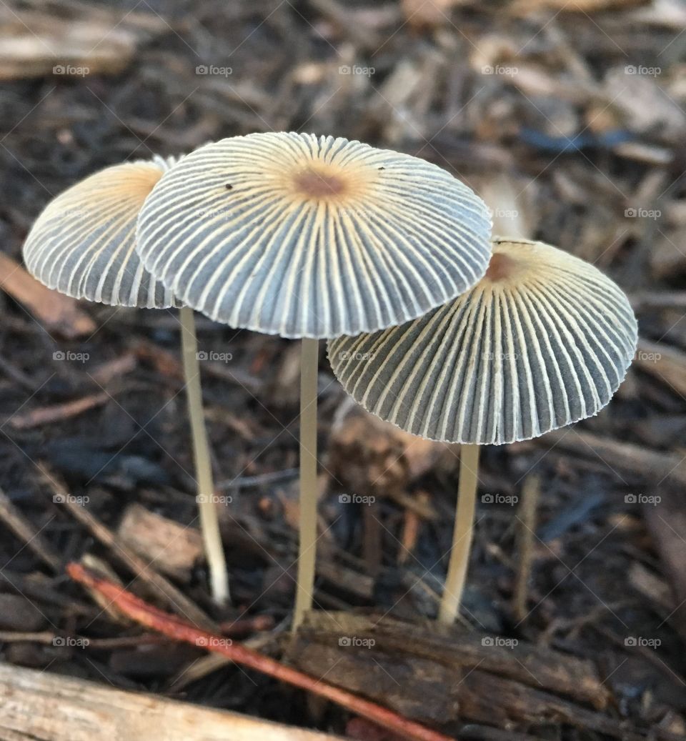 Mushrooms in the mulch