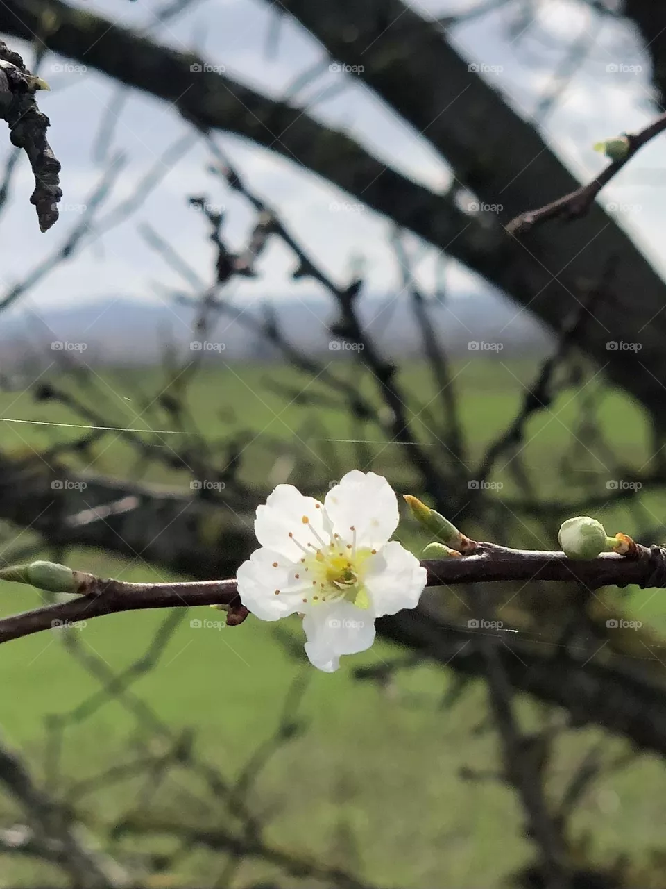 Fiore 