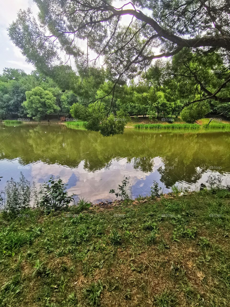 Pond
