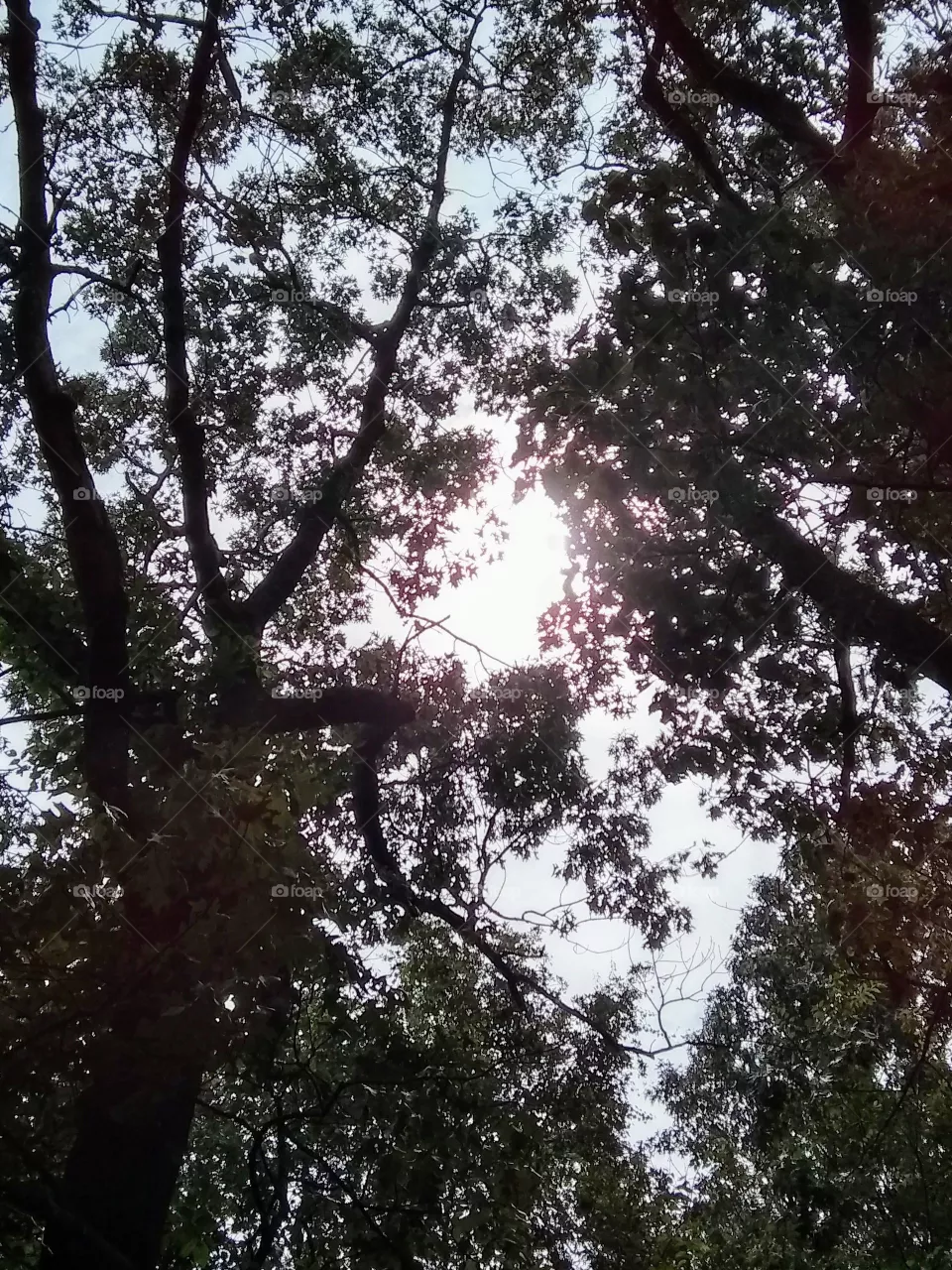 sun