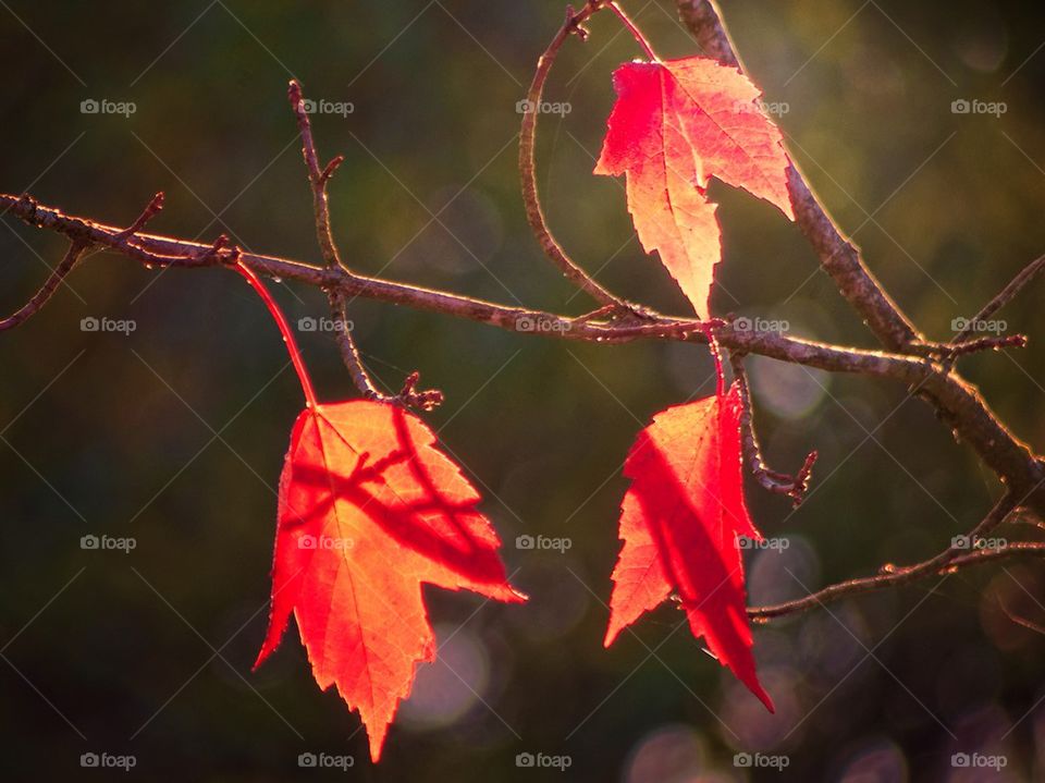 3 Maple Leaves