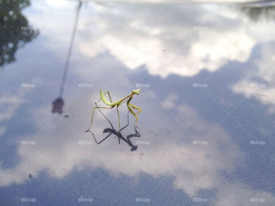 Praying mantis with reflections