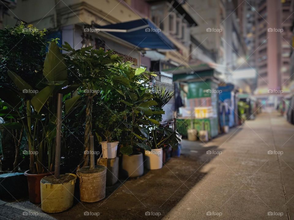 Large plants by the tin can alley install