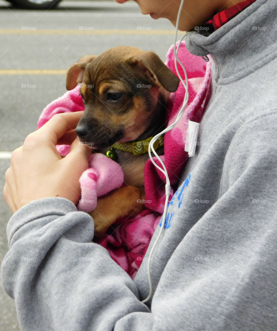 BABY ANIMALS: A baby animal can be a young cow to a dog or a baby chick! Most people consider a puppy a baby animal! Dogs are sometimes referred to as "man's best friend" because they are kept as domesticated pets and are usually loyal and like being around humans! 