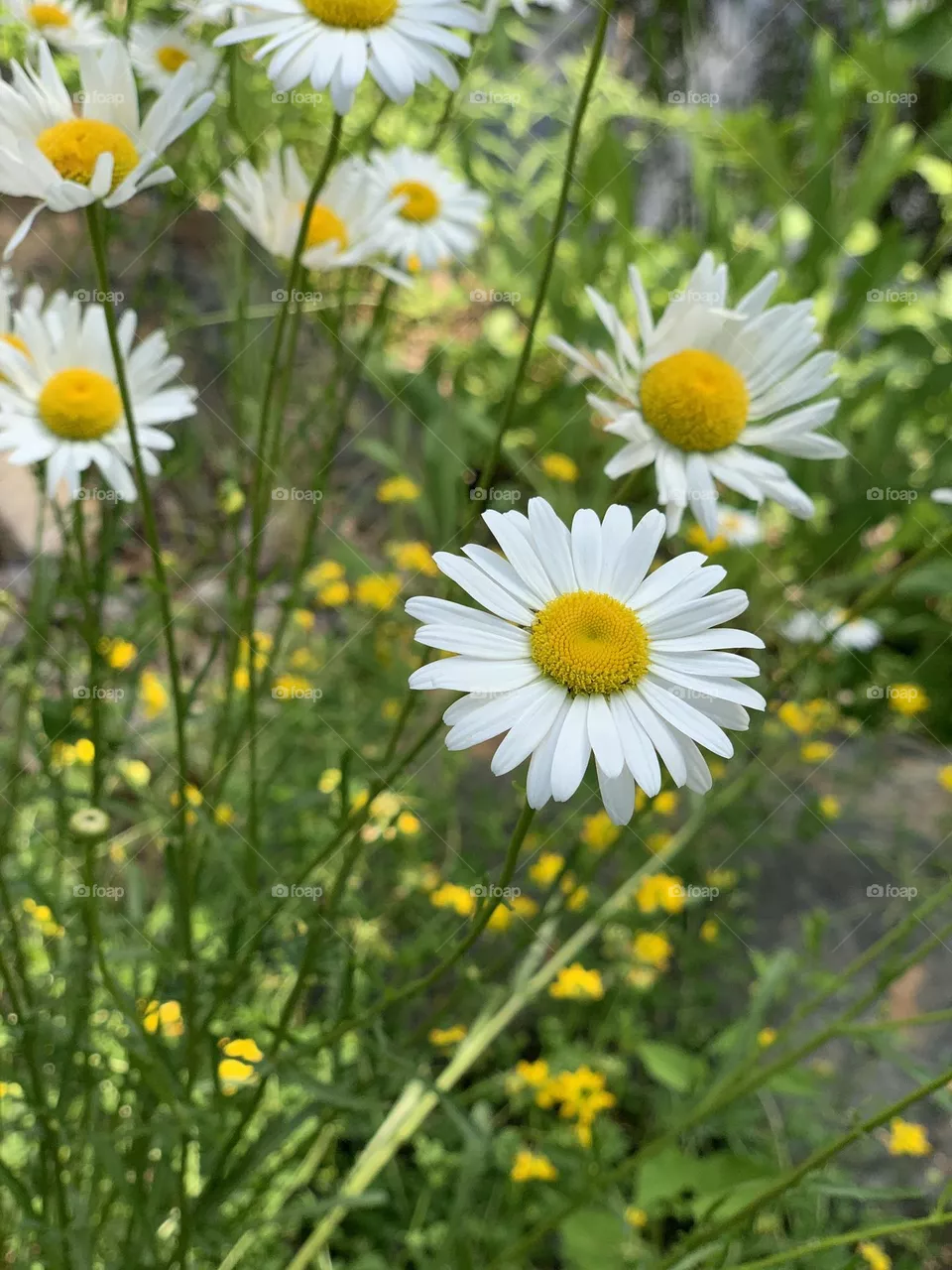 Beautiful flowers