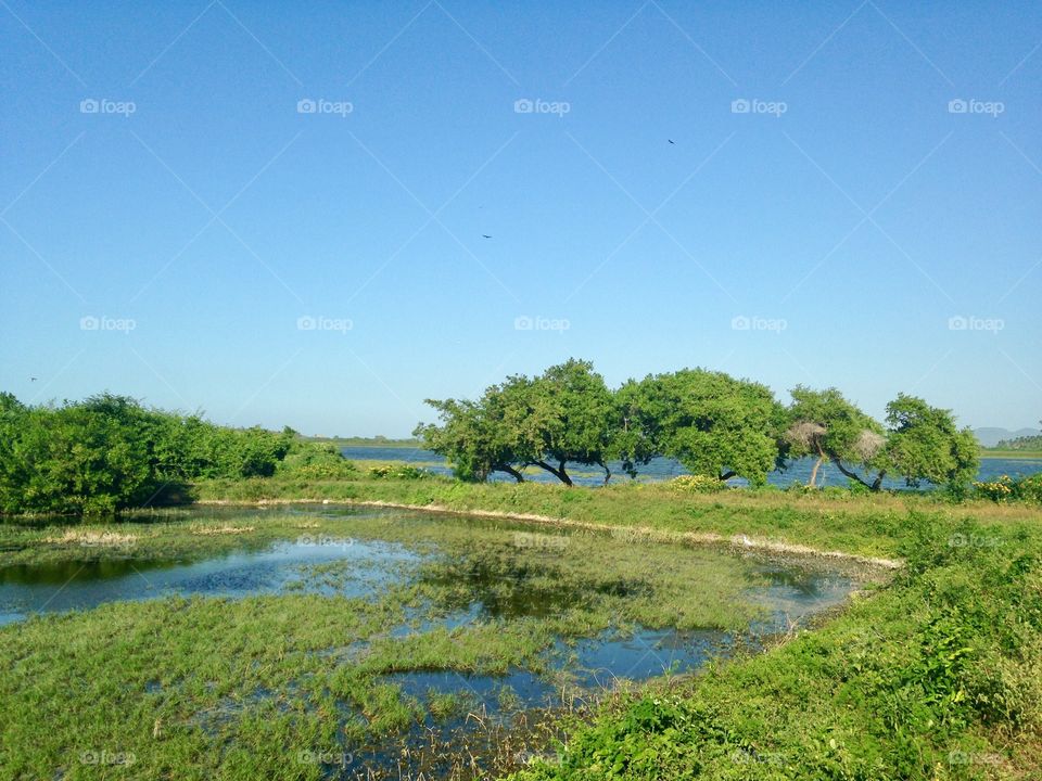 Trees, water, farm 