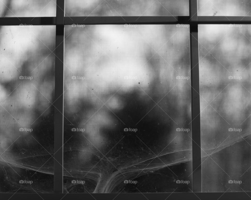 A funnel spider creating a “whale tale” shape web in between a window; Black and White 