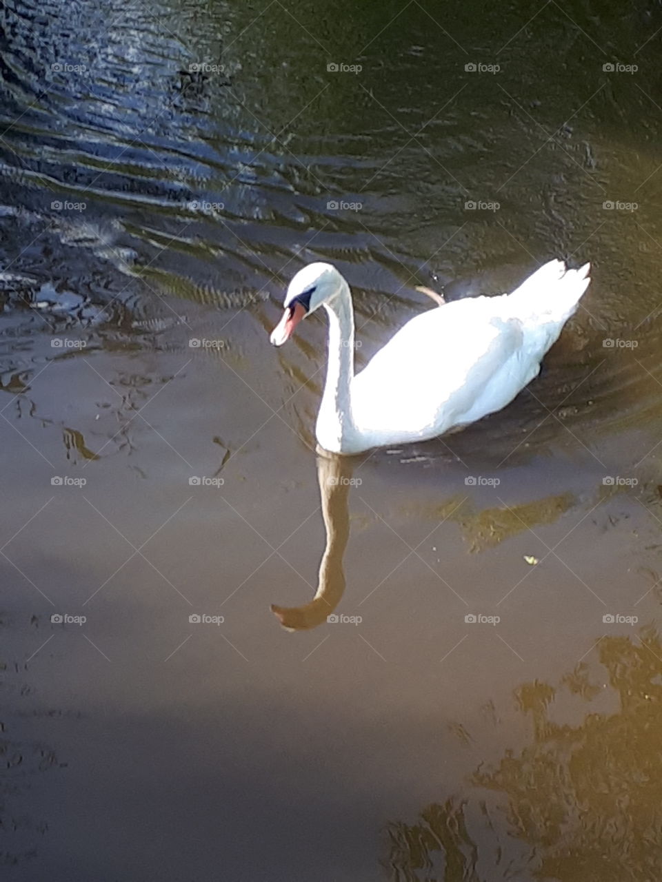 Reflective Swan