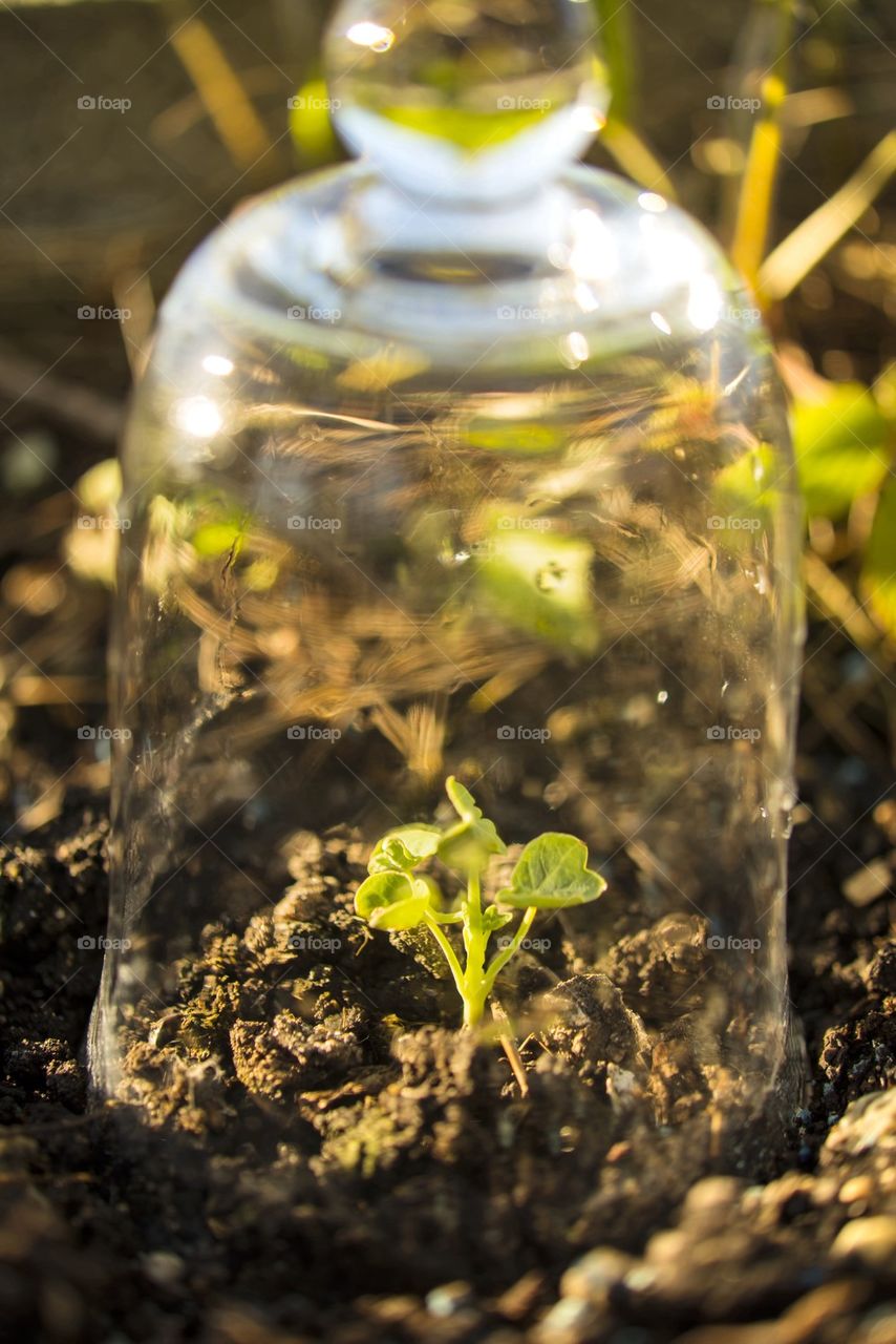 Plant in cloche