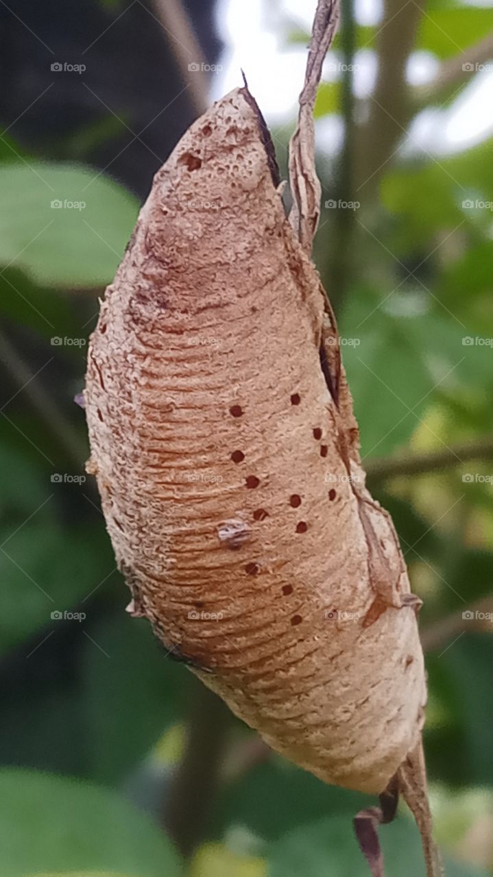The butterfly starting click and very nature