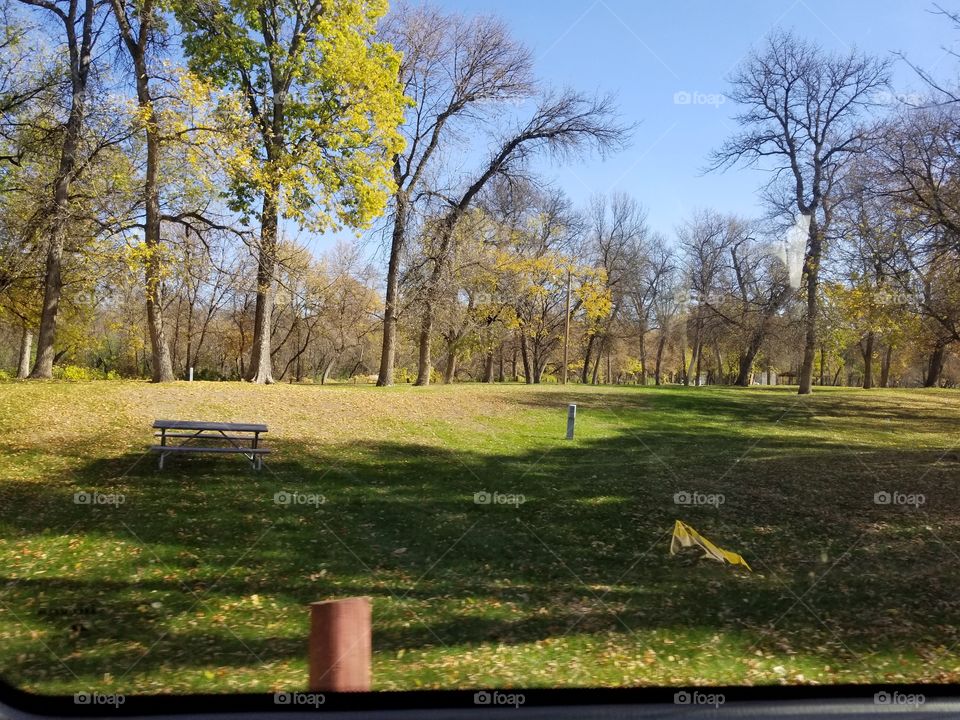 Landscape, Tree, Fall, Park, Grass