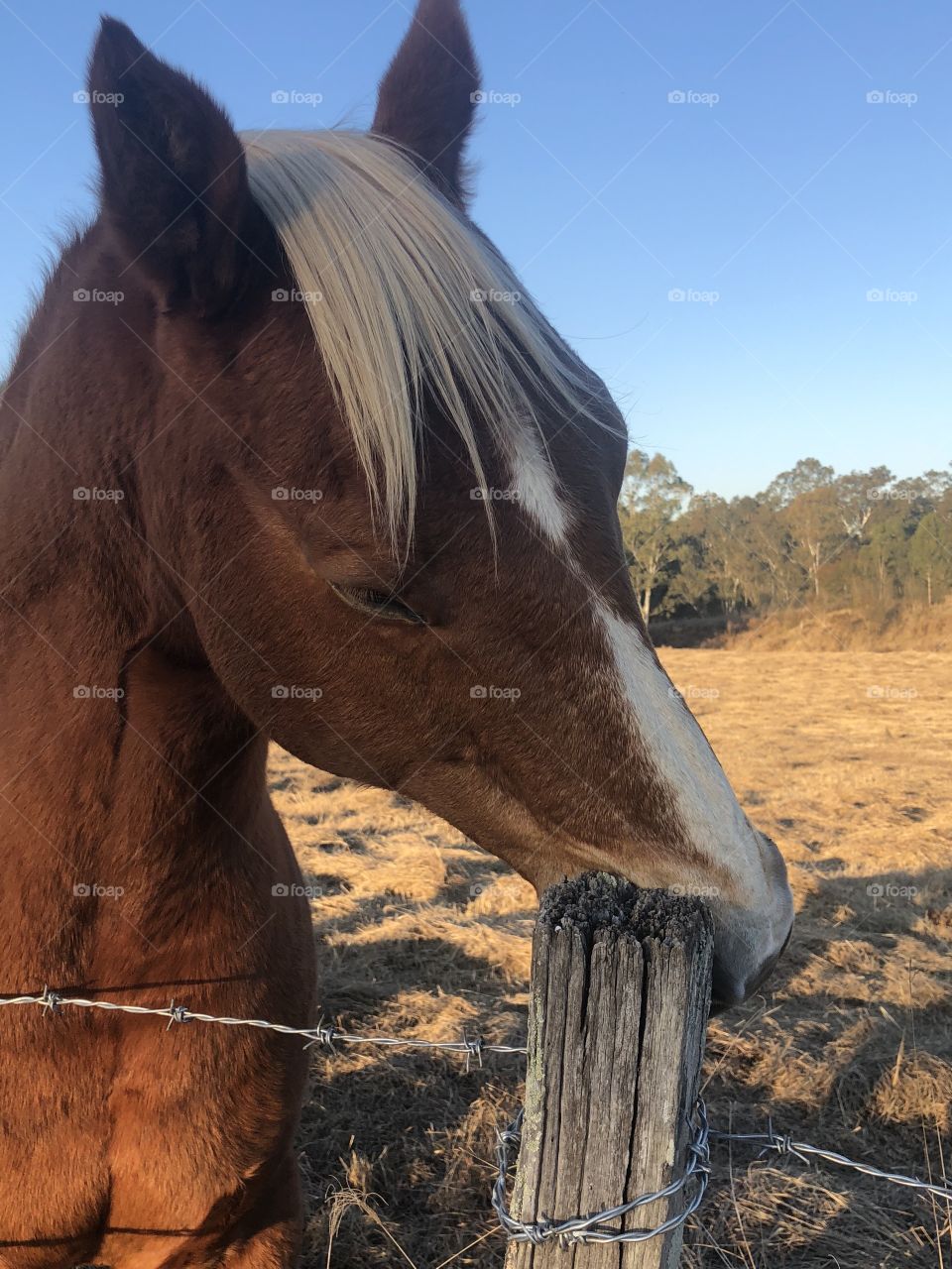 Beautiful horse