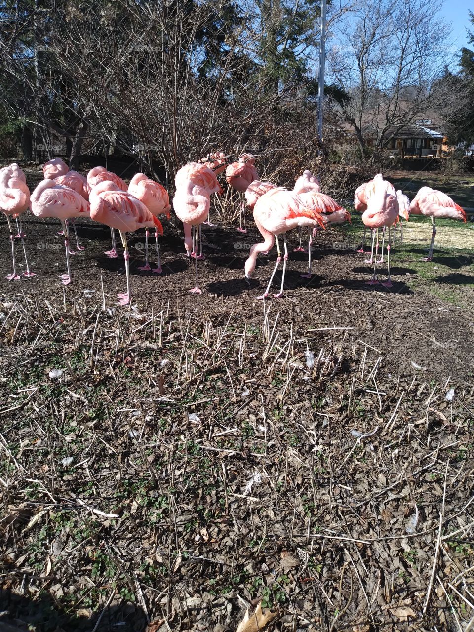just flamingos
