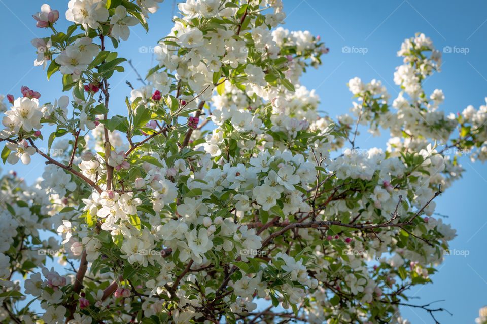 Spring blossom tree