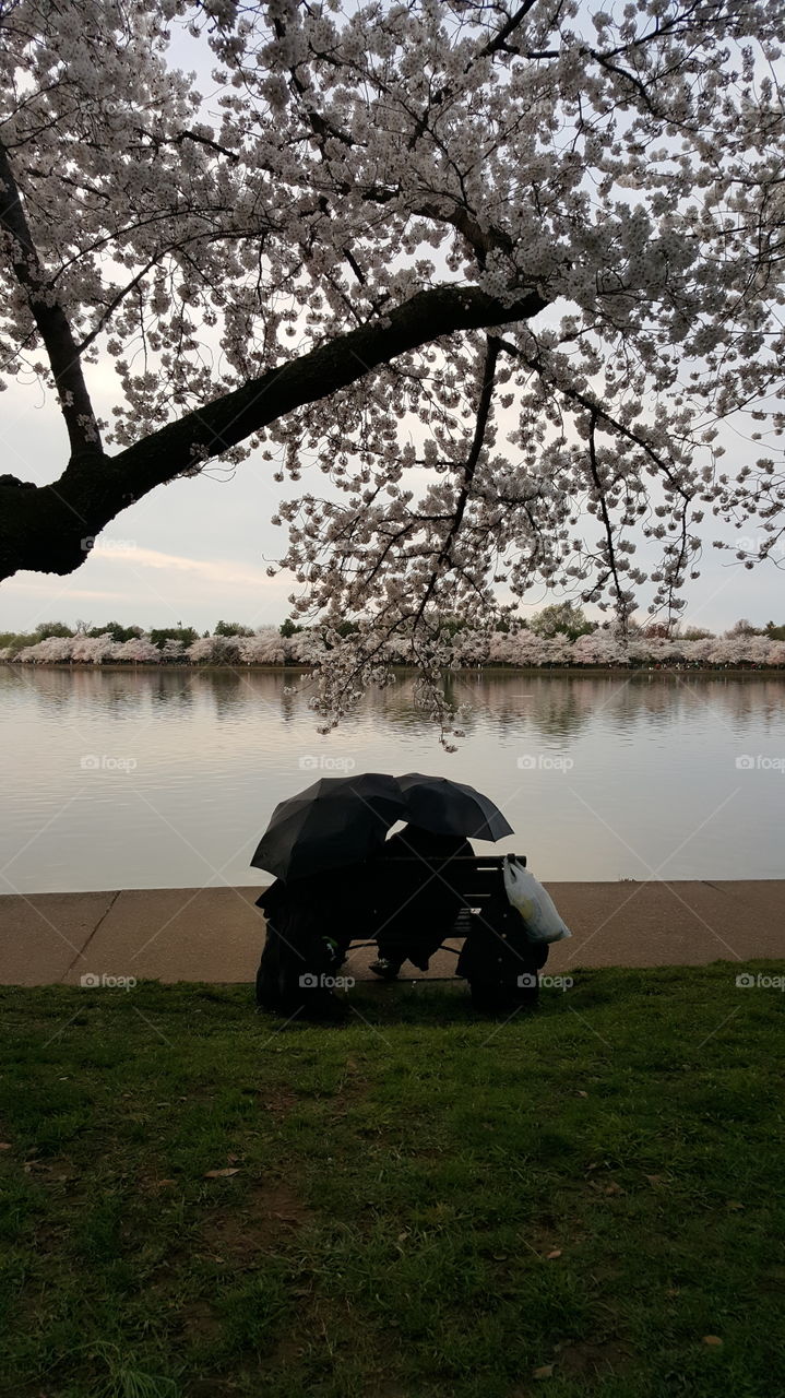2 cherry blossoms