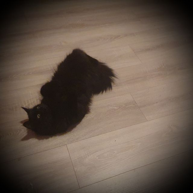 Rolling black cat.