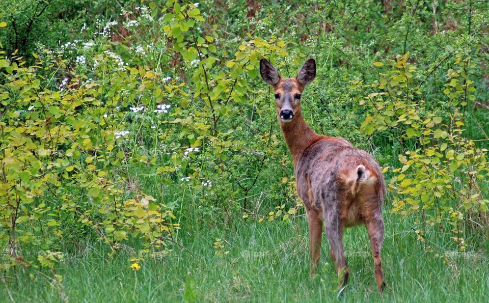 Roe deer