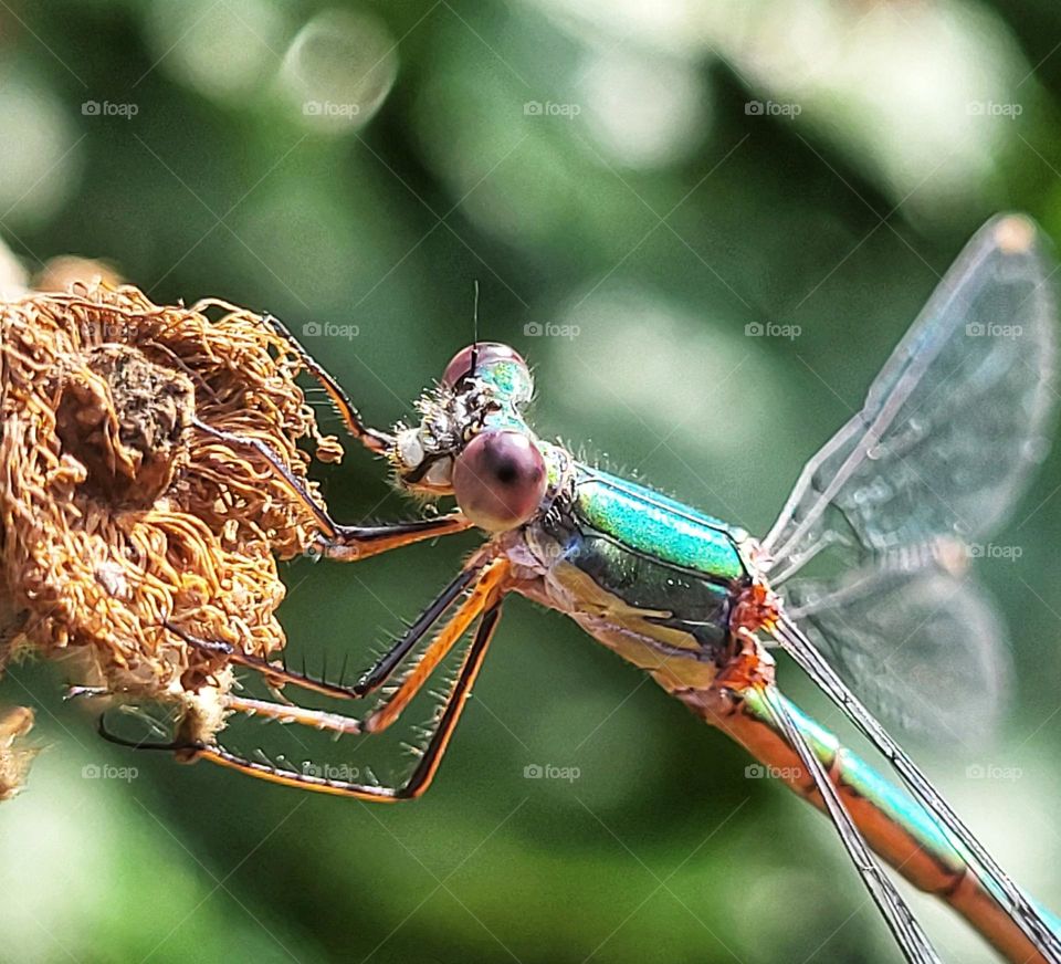 The dragonfly hold on to a faded flower