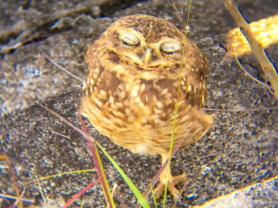 Little owl