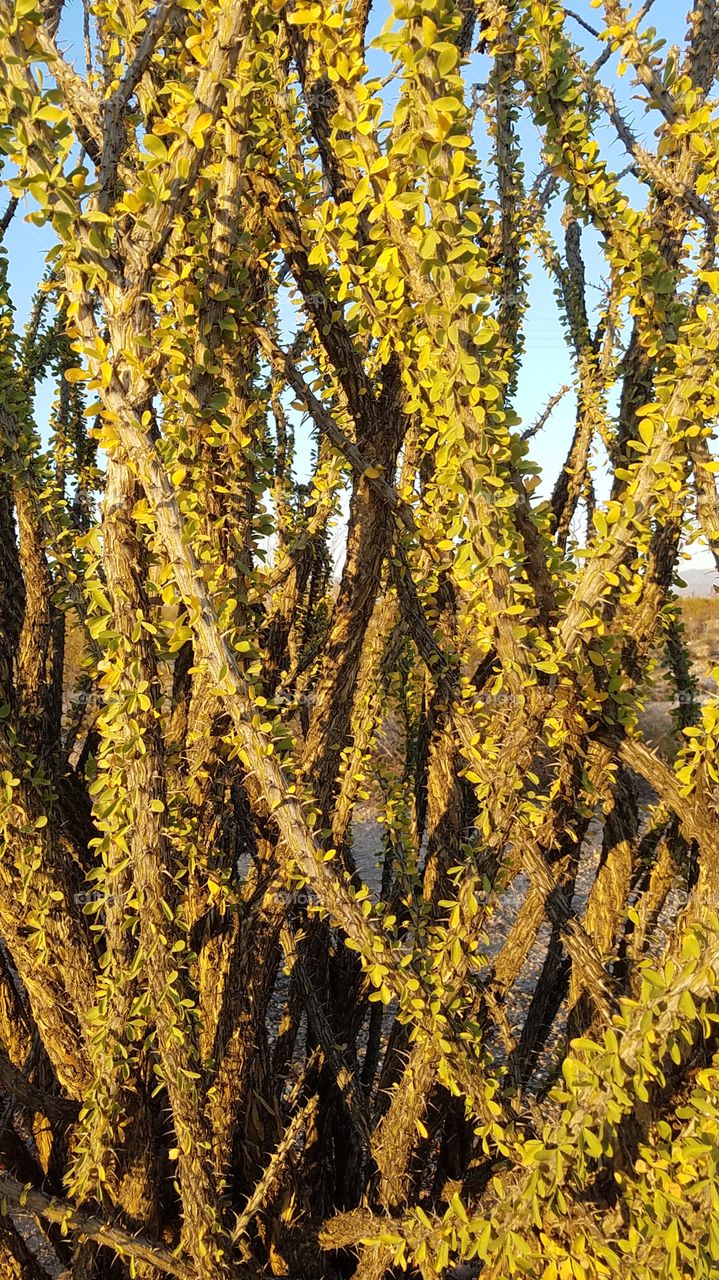 Ocotillo tree