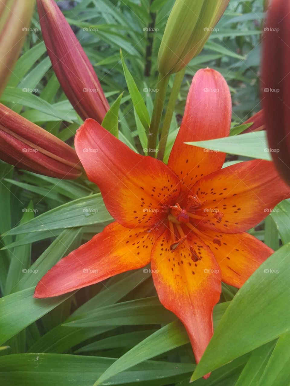 red lilly