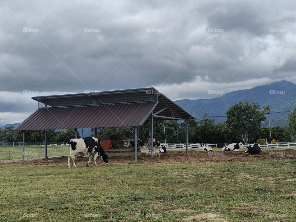 Dairy cows at Chulu Ranch in Beinan Township