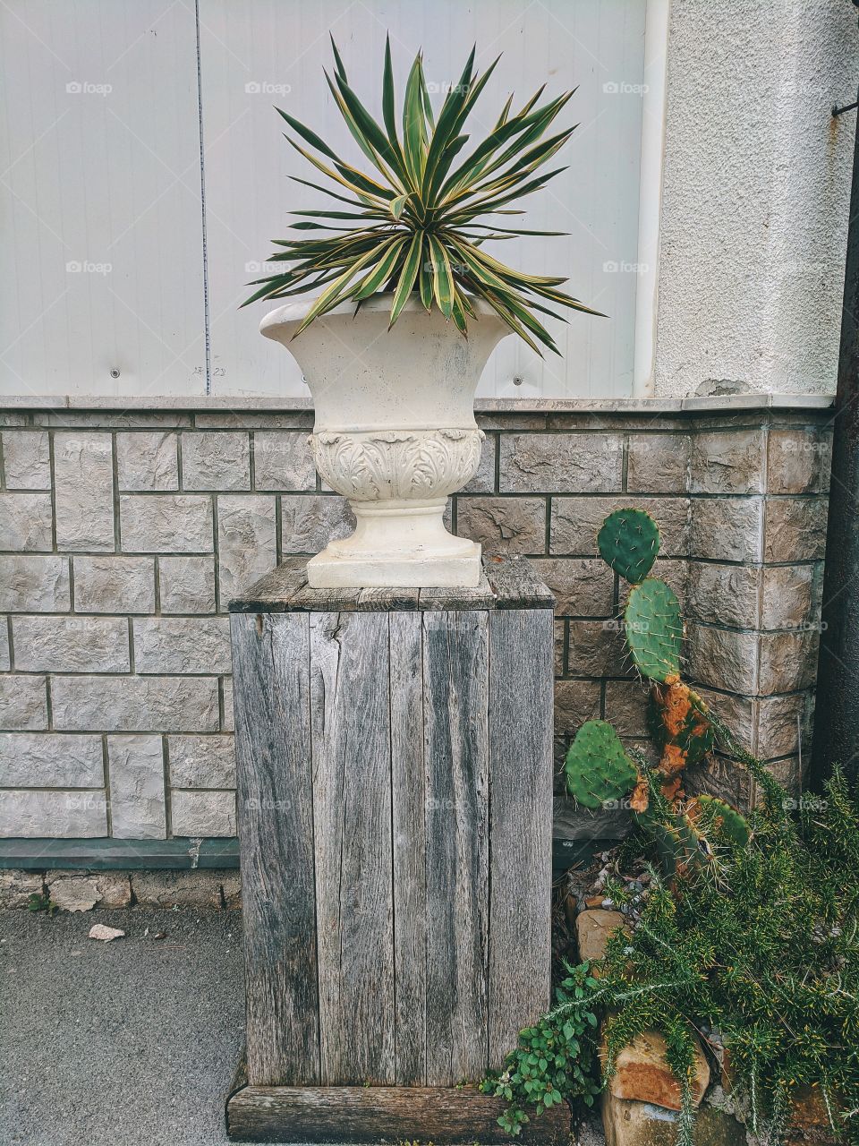 Background of agave plants in a flowerpot and cacti growing against the wall.