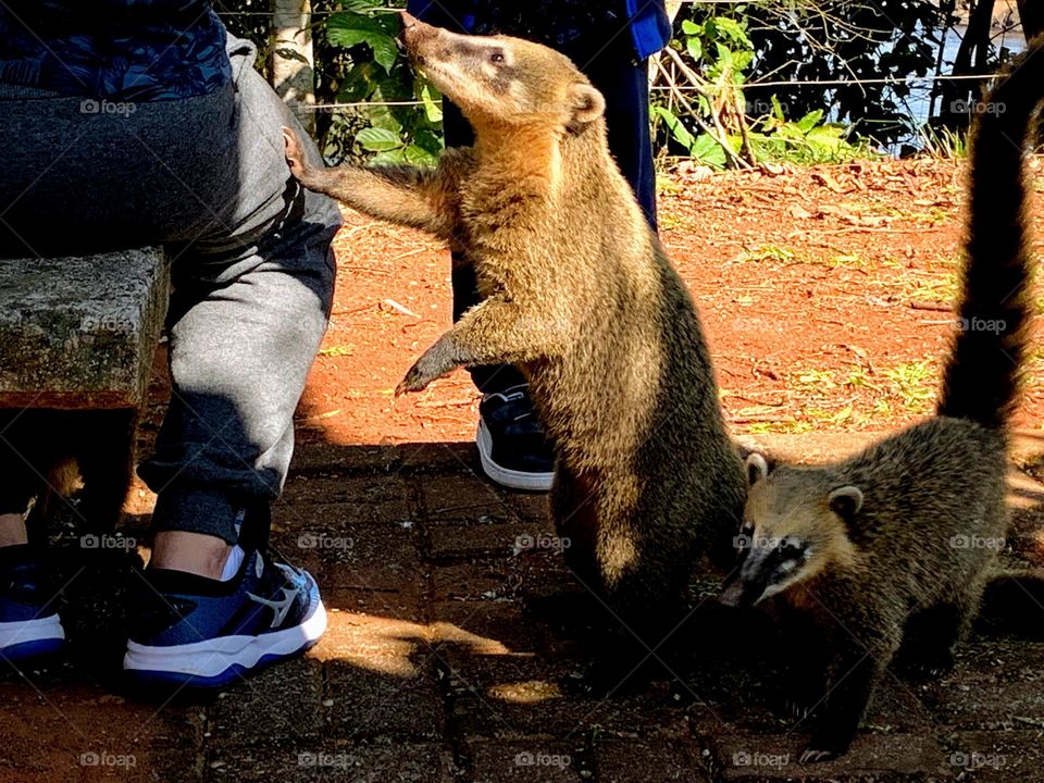 Coati interacting with people in the park in Foz do Iguaçu, Brazil