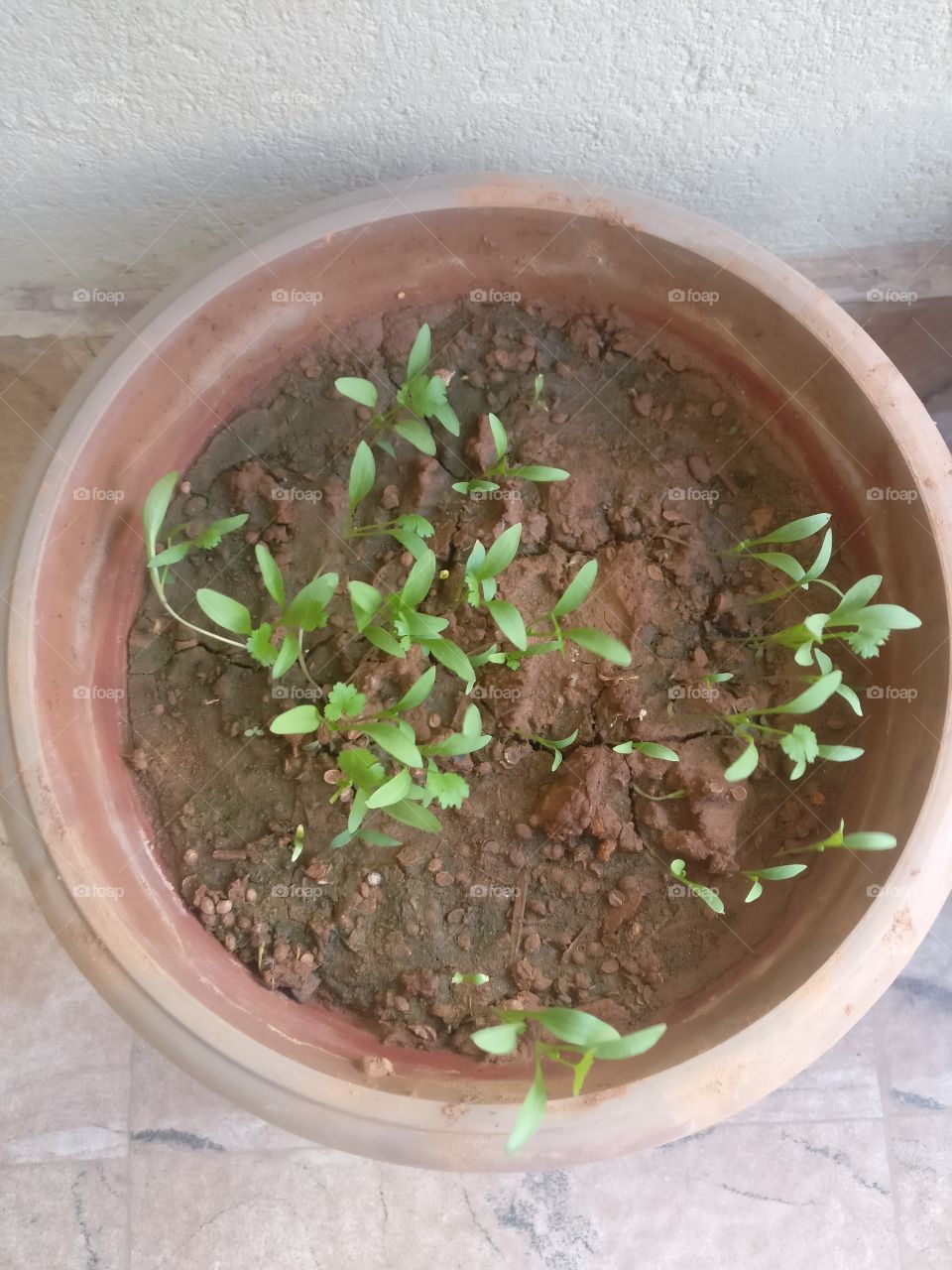 Growing coriander at home.. Feels good and happy..