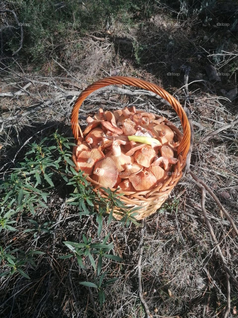 field mushrooms