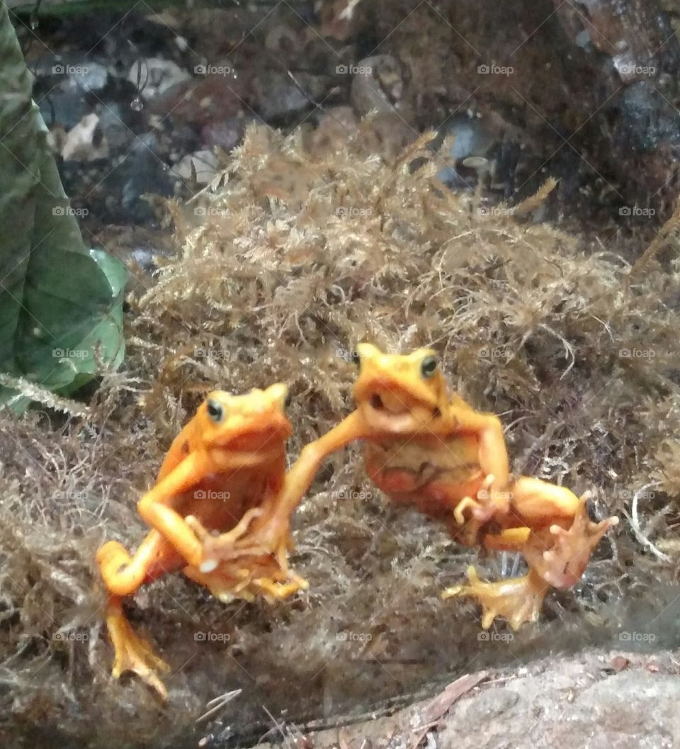 Frog buds