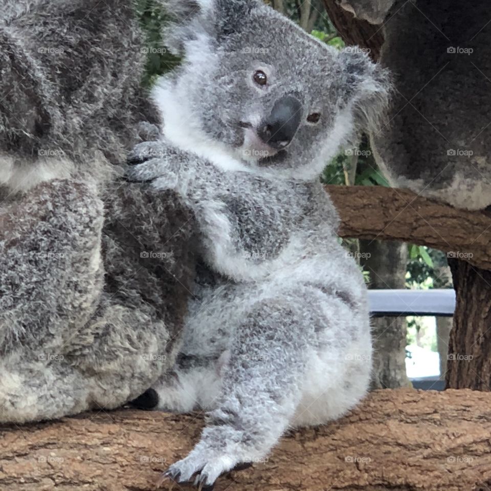 Koalas in Australia 