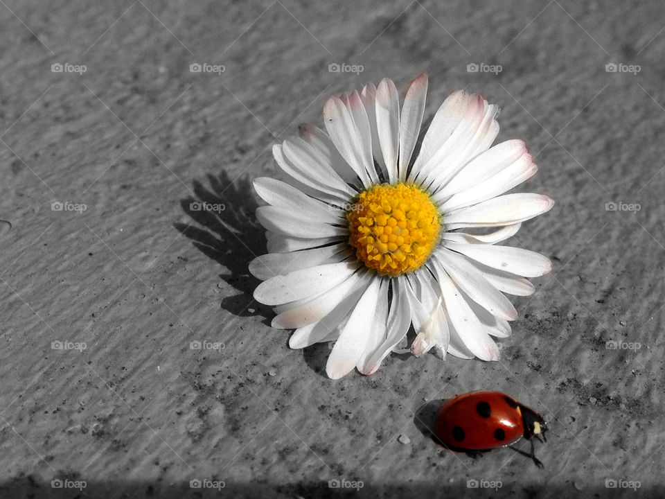 Daisy'n beetle . Beetle 2 daisy 