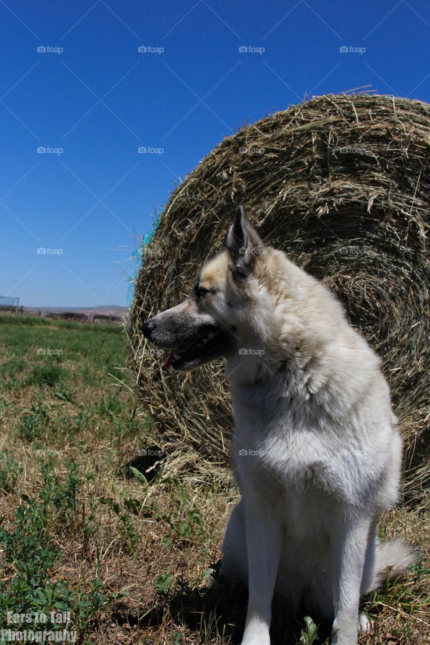 Hay roll